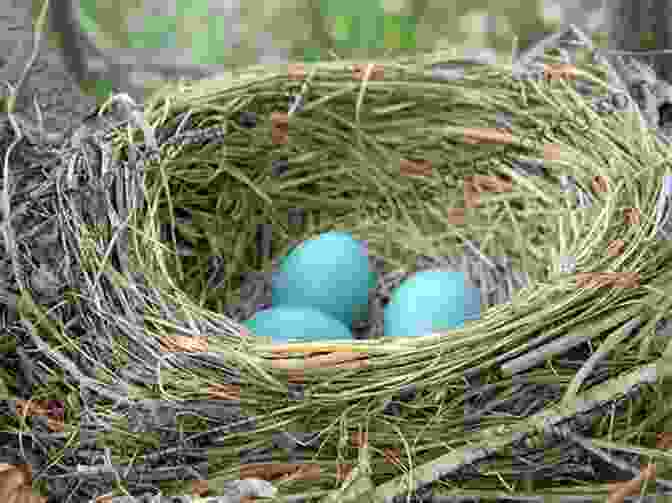 A Bird's Eggs In A Nest Nests Eggs Birds: An Illustrated Aviary