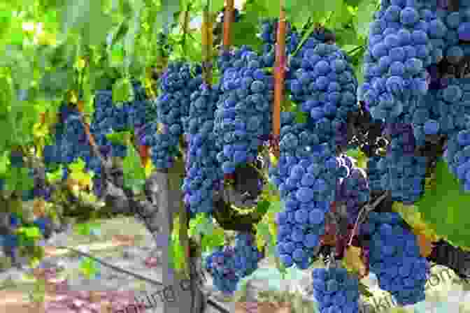 A Close Up Of Shiraz Grapes In A Vineyard Halliday Wine Companion 2024: The And Definitive Guide To Australian Wine