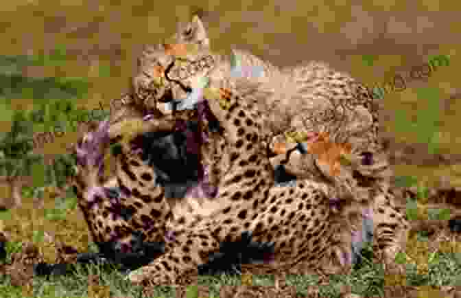 A Heartwarming Image Of A Cheetah Family, With The Playful Cubs Bouncing Around Their Attentive Mother. National Geographic Readers: Wild Cats (Level 1)