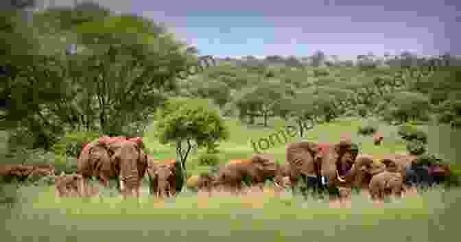 A Herd Of Elephants Crossing The Serengeti Plains, Tanzania Travels Michael Crichton