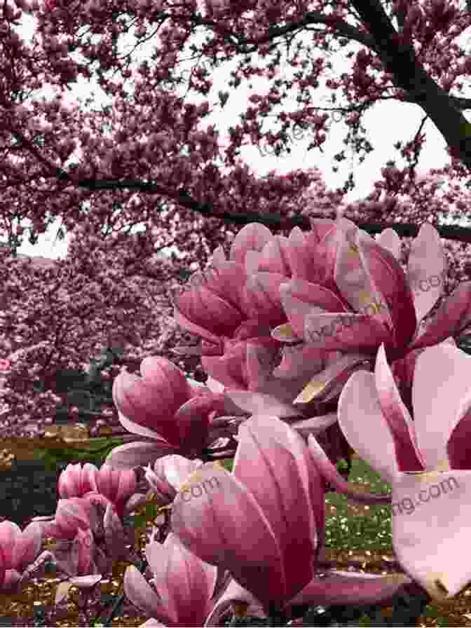 A Majestic Magnolia Tree In Full Bloom, Its Fragrant Blossoms Perfuming The Air. Under Magnolia: A Southern Memoir
