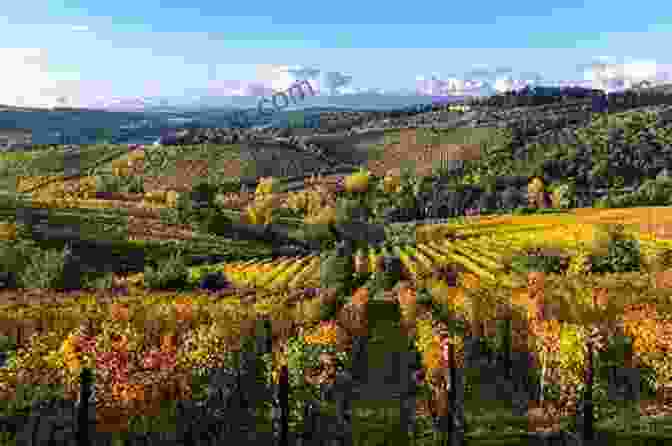 A Panoramic View Of Chianti's Picturesque Vineyards, With Rows Of Grapevines Stretching Across The Rolling Hills Bella Tuscany: The Sweet Life In Italy