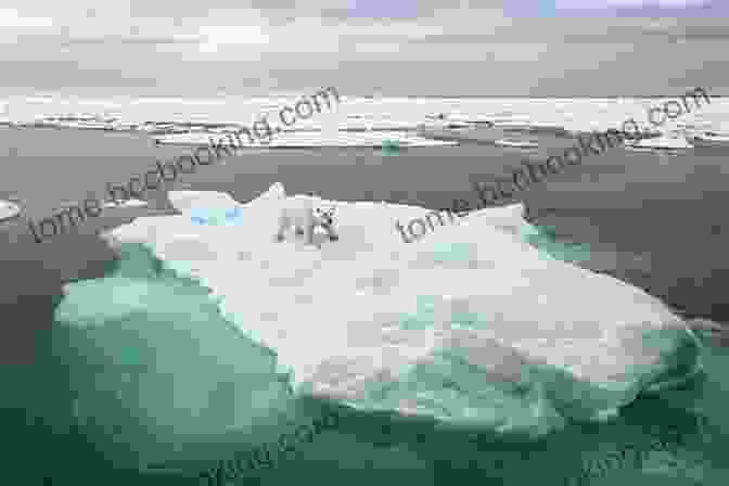 A Photograph Of Layman Standing On An Arctic Ice Floe, Gazing Out At The Horizon Standing On The Ocean: A Layman S Arctic Adventure