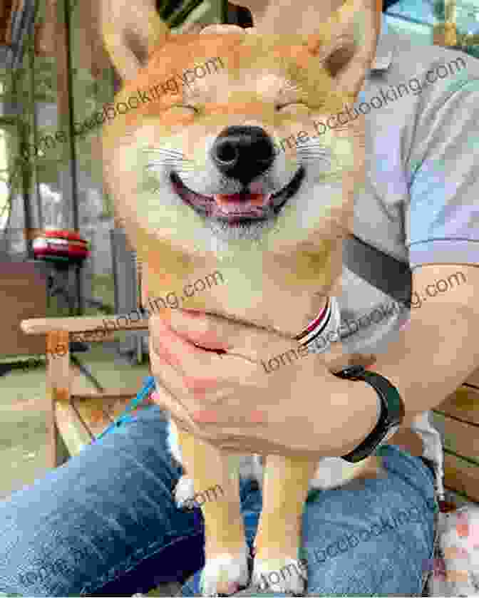 A Smiling Shiba Inu Dog, The Mascot Of Dogecoin Cryptocurrency: Dogecoin (202 Non Fiction 8)