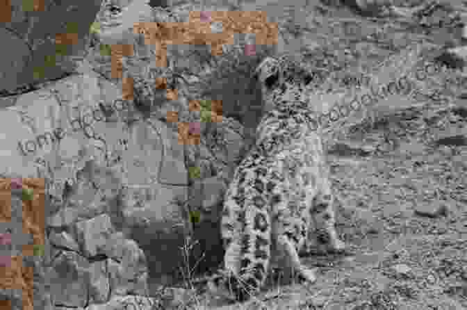 A Snow Leopard Stalks Its Prey In The Mountains. Arctic Superstars Elena Ferro