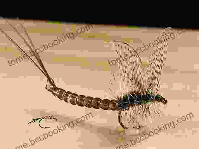 An Image Of A Fly Fisherman Tying A Fly. Headwaters: The Adventures Obsession And Evolution Of A Fly Fisherman