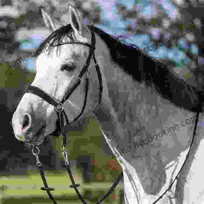 Crossunder Bitless Bridle The Listenology Guide To Bitless Bridles For Horses How To Choose Your First Bitless Bridle For Your Horse Or Pony Perfect For Western English Horse Training (Listenology Series)