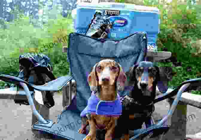 Dachshund Camping With Owner Conversations With Huck: A Short Story About A Long Dachshund
