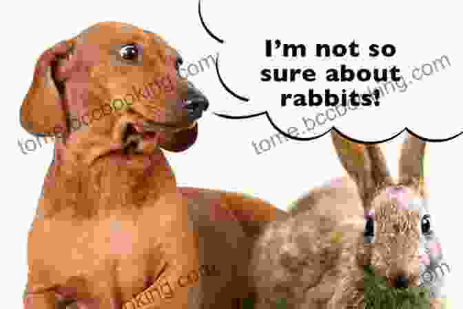 Dachshund Playing With Rabbits Conversations With Huck: A Short Story About A Long Dachshund