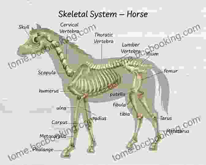 Detailed Diagram Of Animal Anatomy How To Draw Animals: Learn To Draw For Kids Step By Step Drawing
