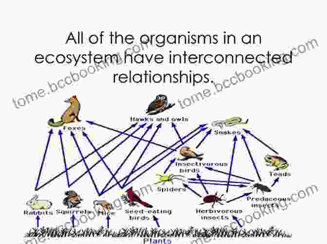 Diagram Illustrating The Interconnected Relationships Within An Ecosystem. Closer To The Ground: An Outdoor Family S Year On The Water In The Woods And At The Table