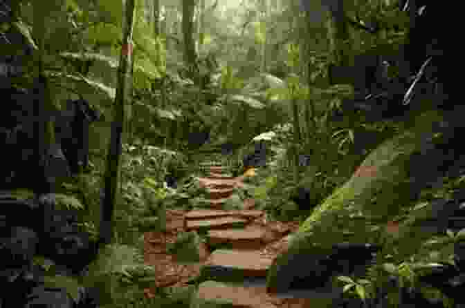 Hikers Navigate Through The Lush Rainforest On The Blue Mountain Trail, Surrounded By Towering Trees And Vibrant Foliage Climbing The Blue Mountain: Take The Next Step On Your Spiritual Journey