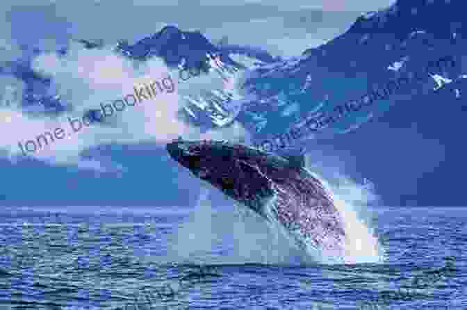 Humpback Whale Breaching Alaska: Its Southern Coast And The Sitkan Archipelago