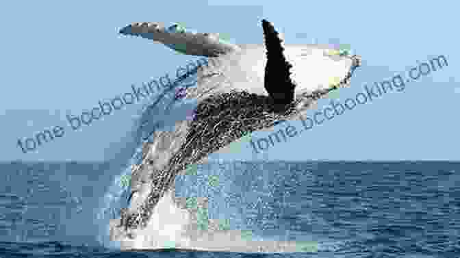 Humpback Whale Breaching The Ocean Surface A Is For Aloha: A Hawai I Alphabet (Discover America State By State)