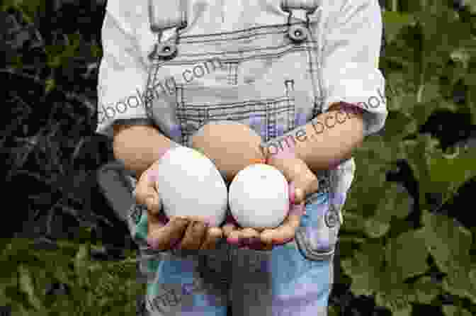 Image Of A Child Holding A Freshly Laid Egg Parents Guide To Raising Backyard Chickens For Kids