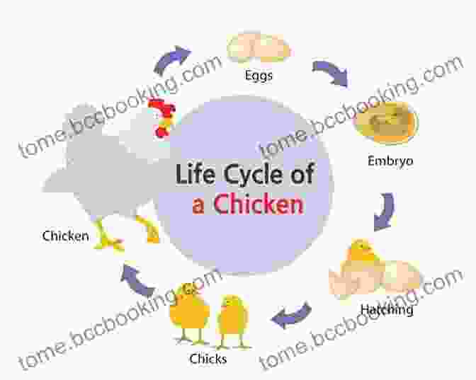 Image Of The Life Cycle Of Chickens, From Egg To Chick To Adult Hen Parents Guide To Raising Backyard Chickens For Kids