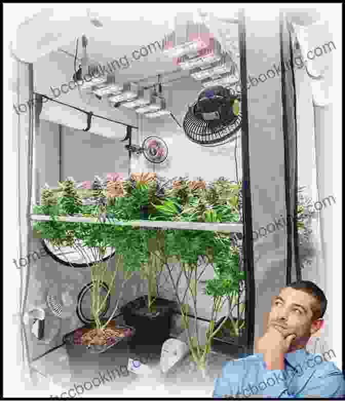 Indoor And Outdoor Marijuana Cultivation Setups Cannabis Grower S Handbook: The Complete Guide To Marijuana And Hemp Cultivation