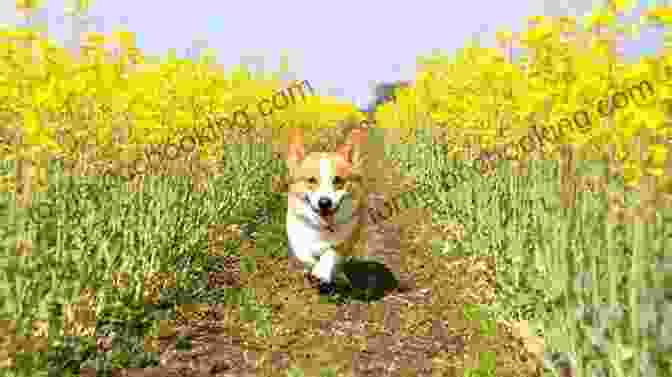 Long Dachshund Running Through A Field Of Wildflowers Conversations With Huck: A Short Story About A Long Dachshund