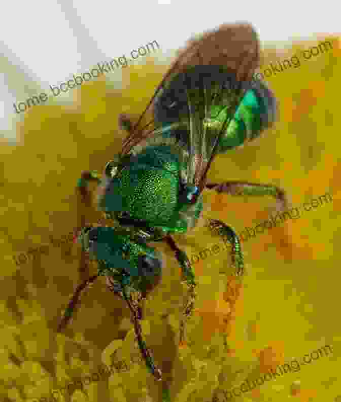 Macro Photograph Of A Vibrant Insect With Iridescent Wings. Closer To The Ground: An Outdoor Family S Year On The Water In The Woods And At The Table