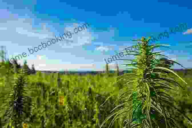 Outdoor Marijuana Plants In Field Cannabis Grower S Handbook: The Complete Guide To Marijuana And Hemp Cultivation