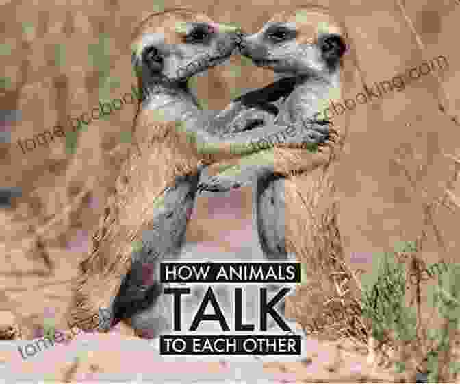 Talking Animals Engaging In Lively Conversation The Not So Faraway Adventure Elizabeth Cody Kimmel